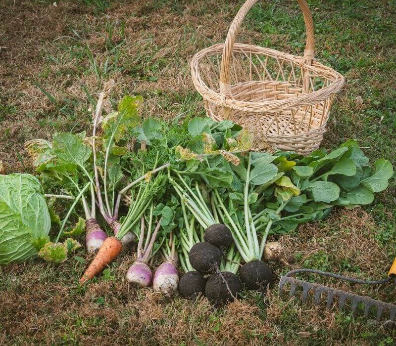 Freshly harvested vegetables | cold frame kit