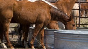 Horses are thirsty after a hard day on the trail | DIY Solar Stock Tank Heater | Featured