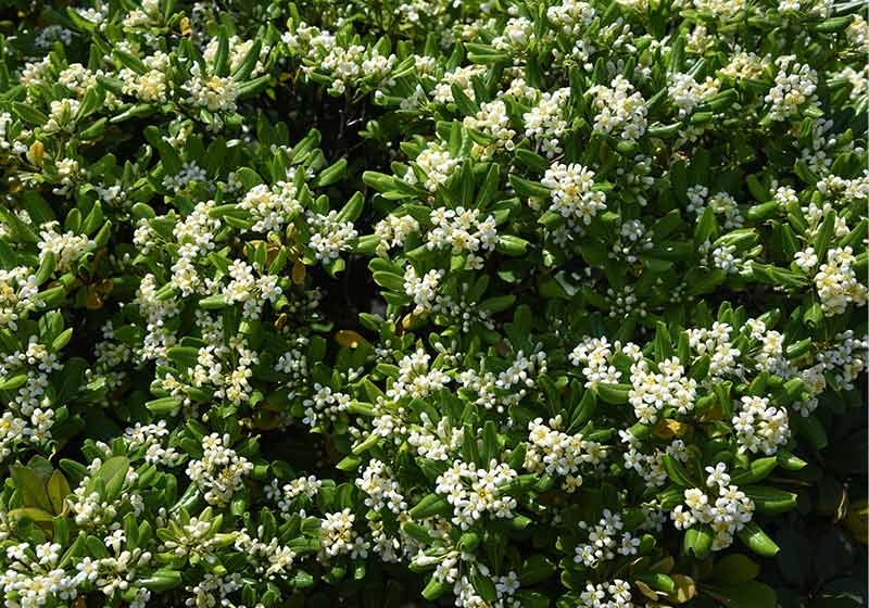 Japanese pittosporum blossoms (Pittosporum tobira) | hardy winter plants