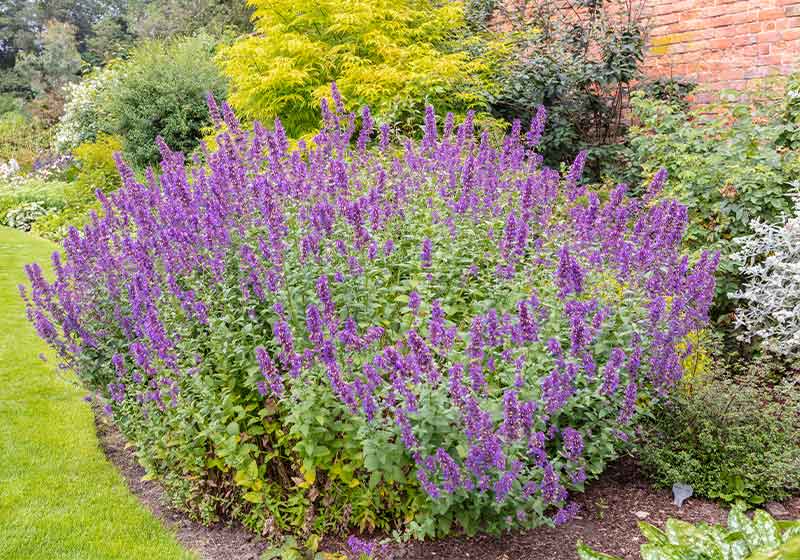 Large plant of purple cat-mint Nepeta cataria | winter perennials