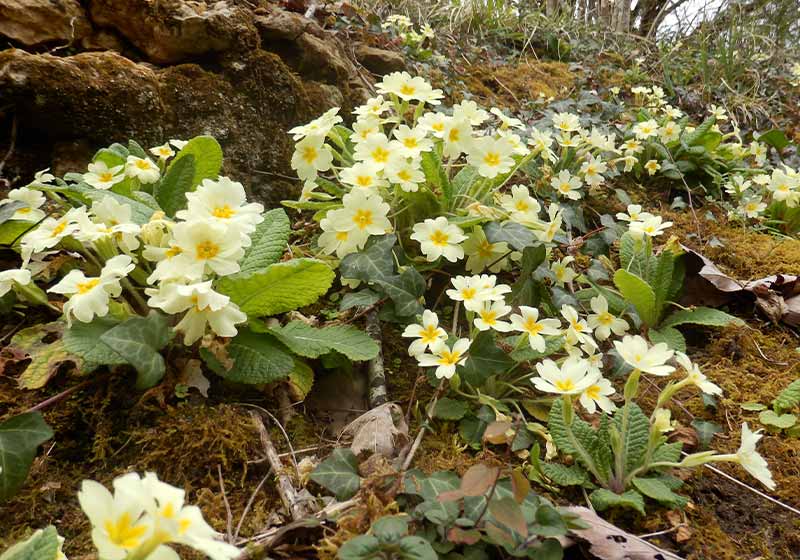 Primroses (Primula vulgaris) flowering on a woodland path | hardy winter plants