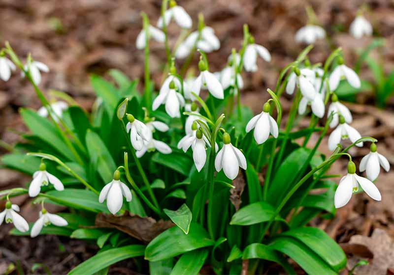 Snowdrop or common snowdrop (Galanthus nivalis) flowers | cold weather plants