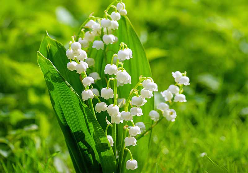 Spring flower lily of the valley | cold weather plants