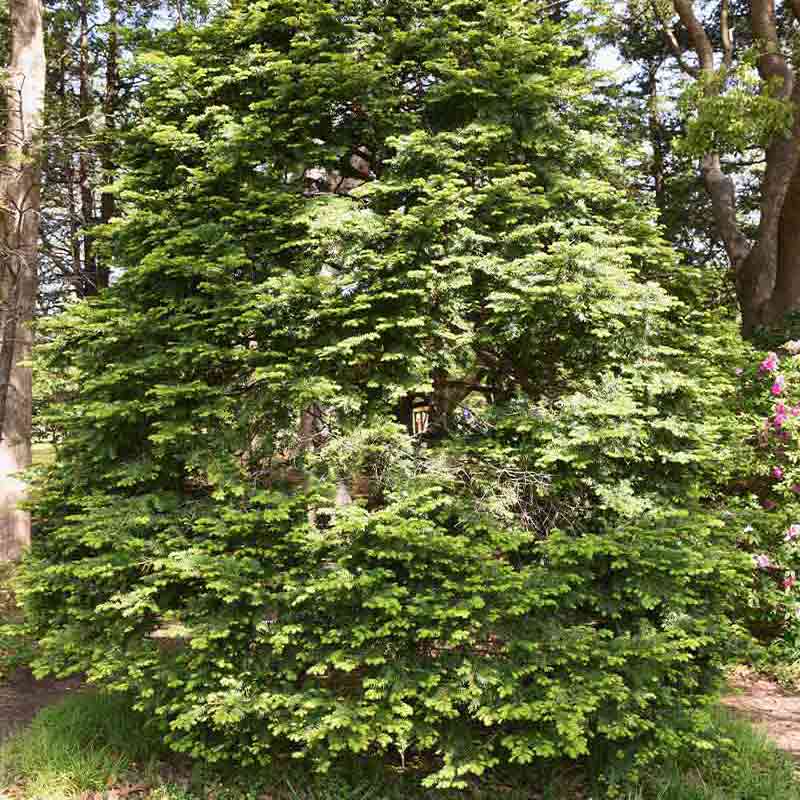 Taxus cuspidata (Japanese yew) | winter plants