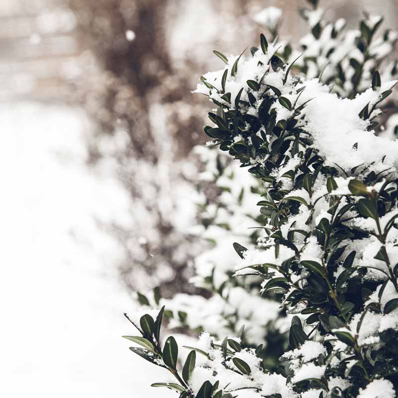 Winter background with frosty boxwood | cold weather plants