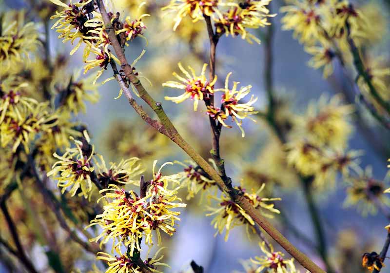 Yellow and burgundy inflorescences of Witch hazel | cold weather plants