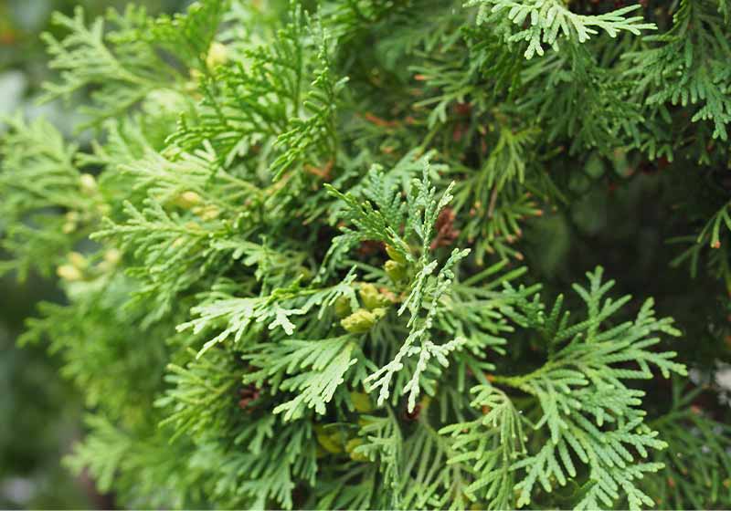 green thread cypress | outdoor winter plants