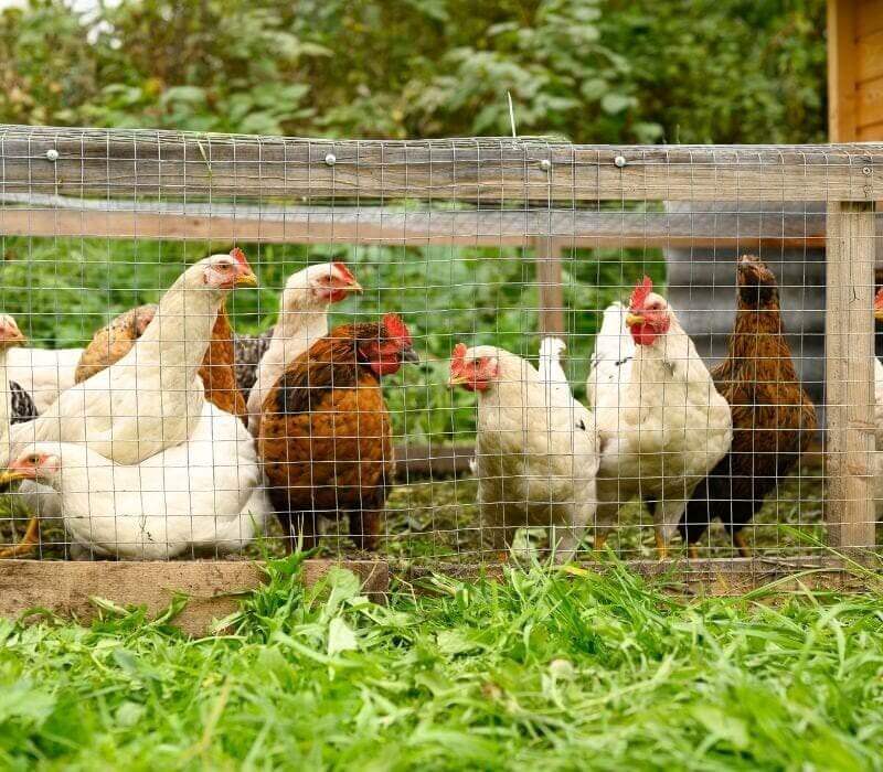 Chicken Tractor FAQs: Add One For Your Homestead