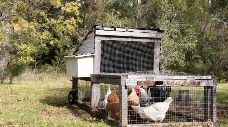 Handmade chicken tractor | How to build a chicken tractor | Featured