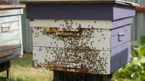 Bees on a beehive | How To Build A DIY Beehive For Your Homestead | Featured