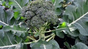 Broccoli Plant rowing in home garden | Growing Broccoli FAQs: How To Grow Broccoli | Featured
