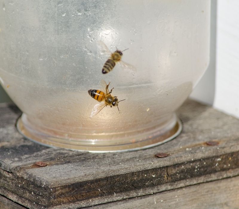 https://homesteading.com/wp-content/uploads/2021/02/Honey-bee-close-up-on-a-beehive-sugar-water-jar-DIY-beehive-SS.jpg
