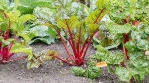 Rhubarb plant growing | The When And How Of Harvesting Rhubarb | Featured