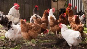 A group of pasture raised chickens |Advantages And Disadvantages Of Free Range Chickens | Featured