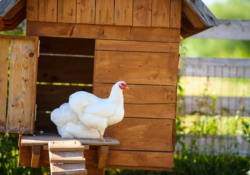 chickens in the coop | Build Your Own Chicken Coop