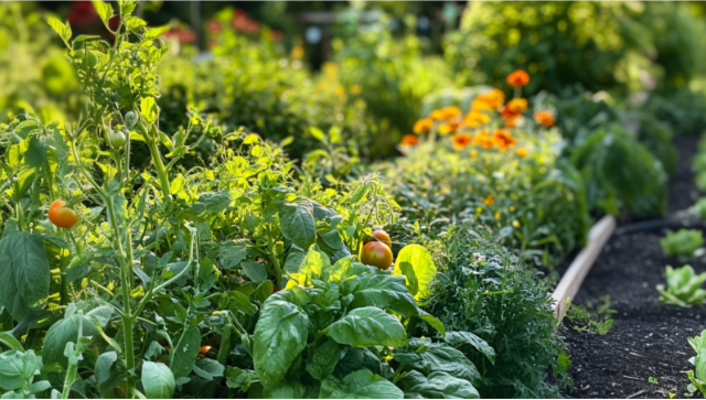 Companion Planting: Boost Your Garden's Health and Productivity