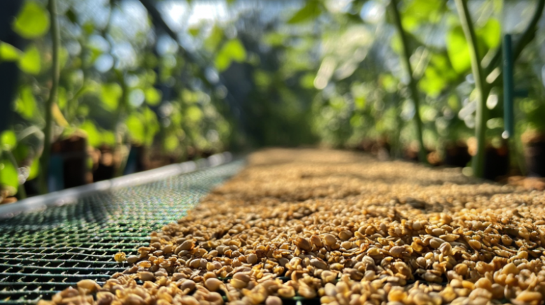 Seed-Saving Techniques: A Step-by-Step Guide to Sustainable Gardening