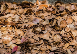 Home Composting
