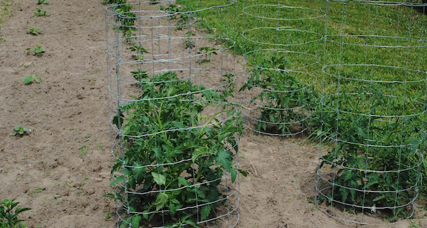how to grow tomatoes