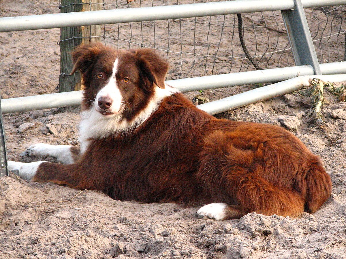 australian sheperd | Homesteading Hounds: A Farmers Best Friend