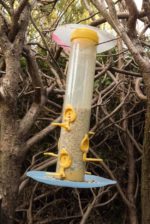 Bird Baths, Bird Houses, Bird Feeders, and How to Keep Your Backyard Birds Happy