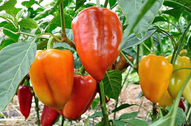 Bell peppers | Delectable Edibles You Can Grow In Your Indoor Winter Garden Bell peppers | Delectable Edibles You Can Grow In Your Indoor Winter Garden
