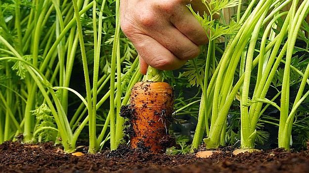 Carrots | Delectable Edibles You Can Grow In Your Indoor Winter Garden Carrots | Delectable Edibles You Can Grow In Your Indoor Winter Garden
