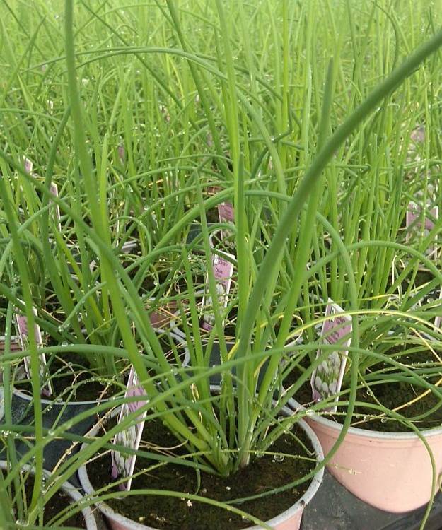 Chives | Delectable Edibles You Can Grow In Your Indoor Winter Garden Chives | Delectable Edibles You Can Grow In Your Indoor Winter Garden
