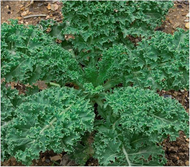 Kale | Delectable Edibles You Can Grow In Your Indoor Winter Garden Kale | Delectable Edibles You Can Grow In Your Indoor Winter Garden