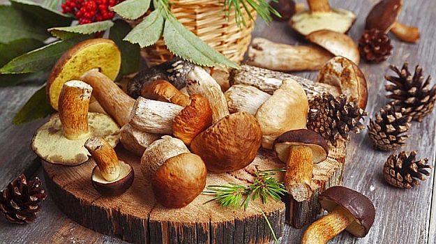 Mushrooms | Delectable Edibles You Can Grow In Your Indoor Winter Garden Mushrooms | Delectable Edibles You Can Grow In Your Indoor Winter Garden