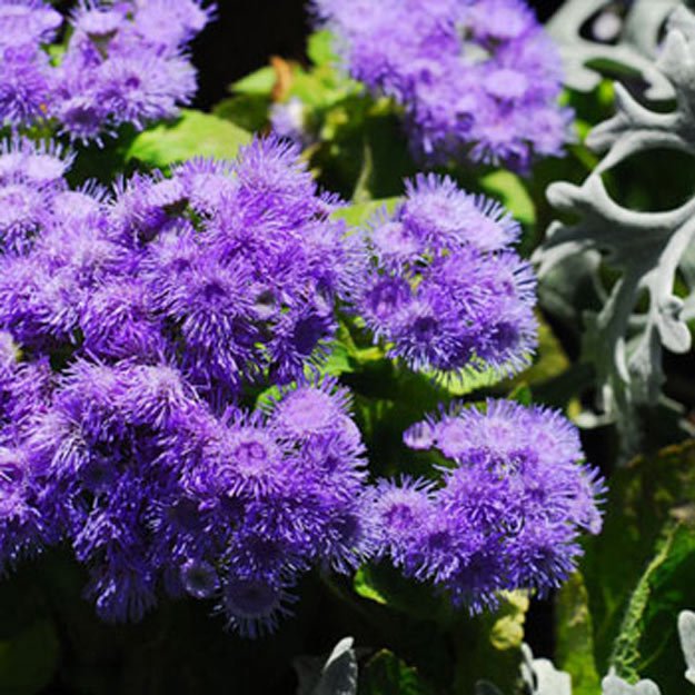 Ageratum Flower