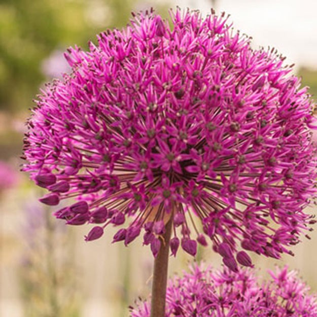Allium Flower