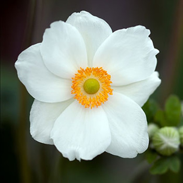 Anemone Flower