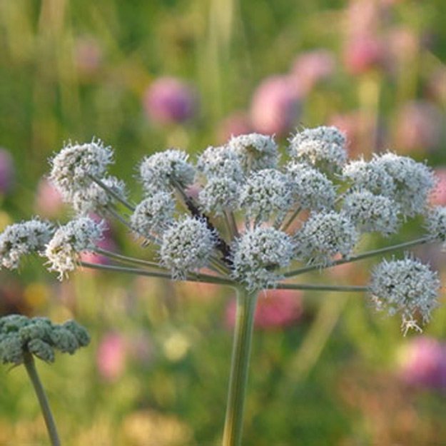 Angelica Flower