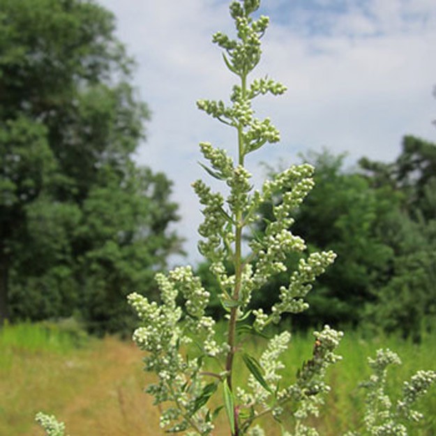 Artemesia Flower
