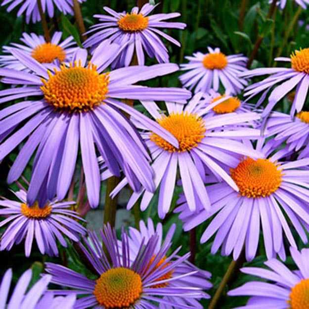 Aster Flower