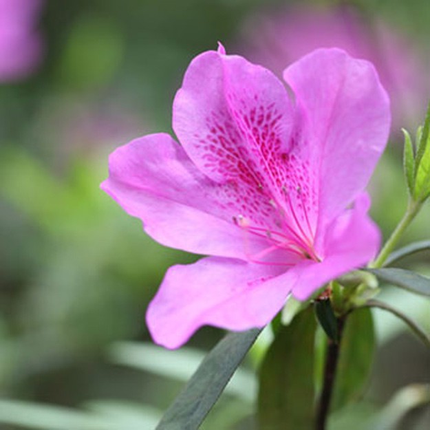 Azalea Flower