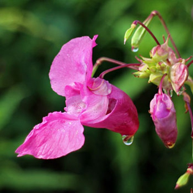 Balsam Flower