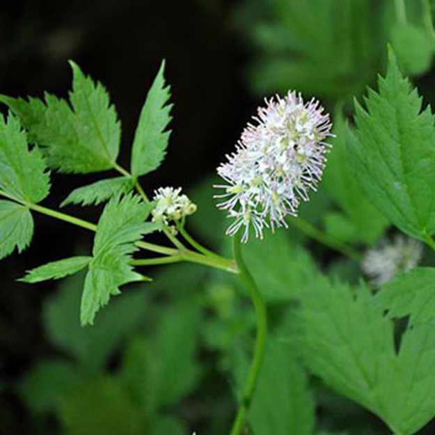 Baneberry Flower