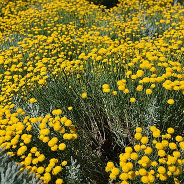 Basket of Gold Flower