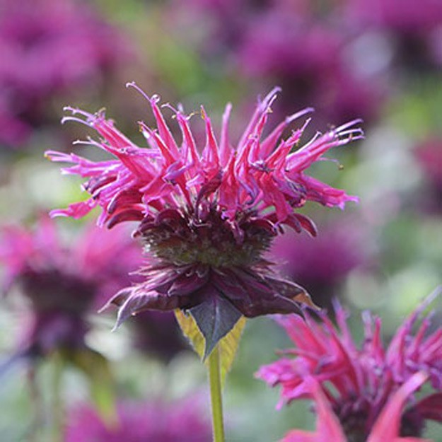 Bee Balm Flower