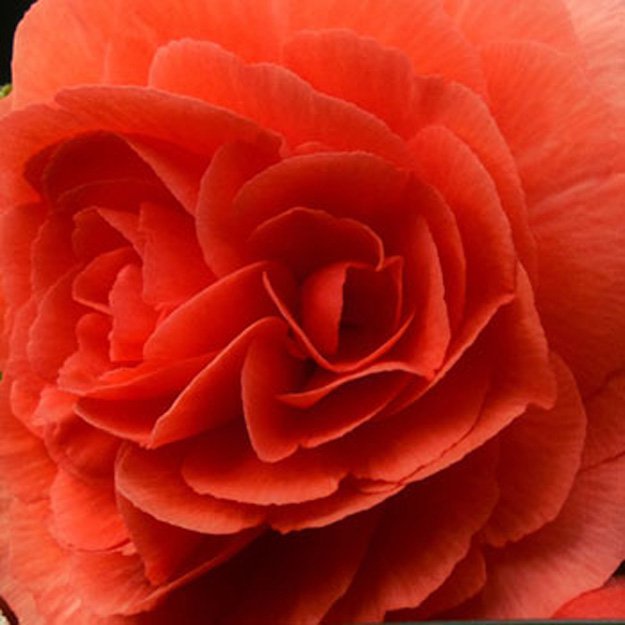Begonia Flower