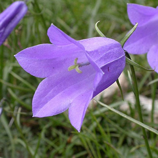 Bellflower Flower