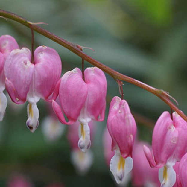 Bleeding Heart Flower