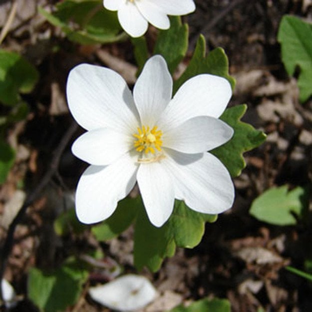 Bloodroot Flower
