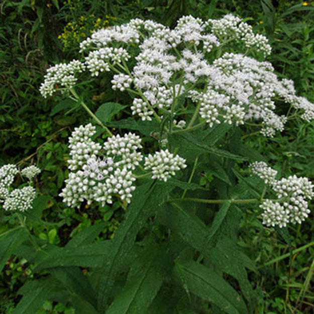 Boneset Flower