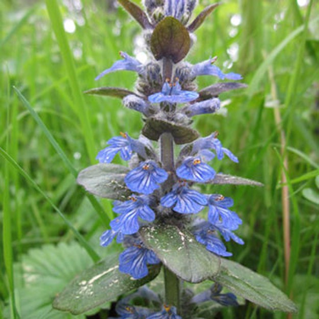 Bugleweed Flower
