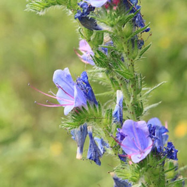 Bugloss Flower