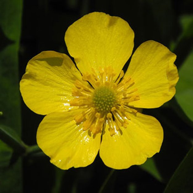 Buttercup Flower