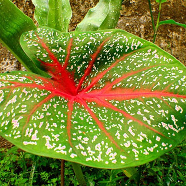 Caladium Flower